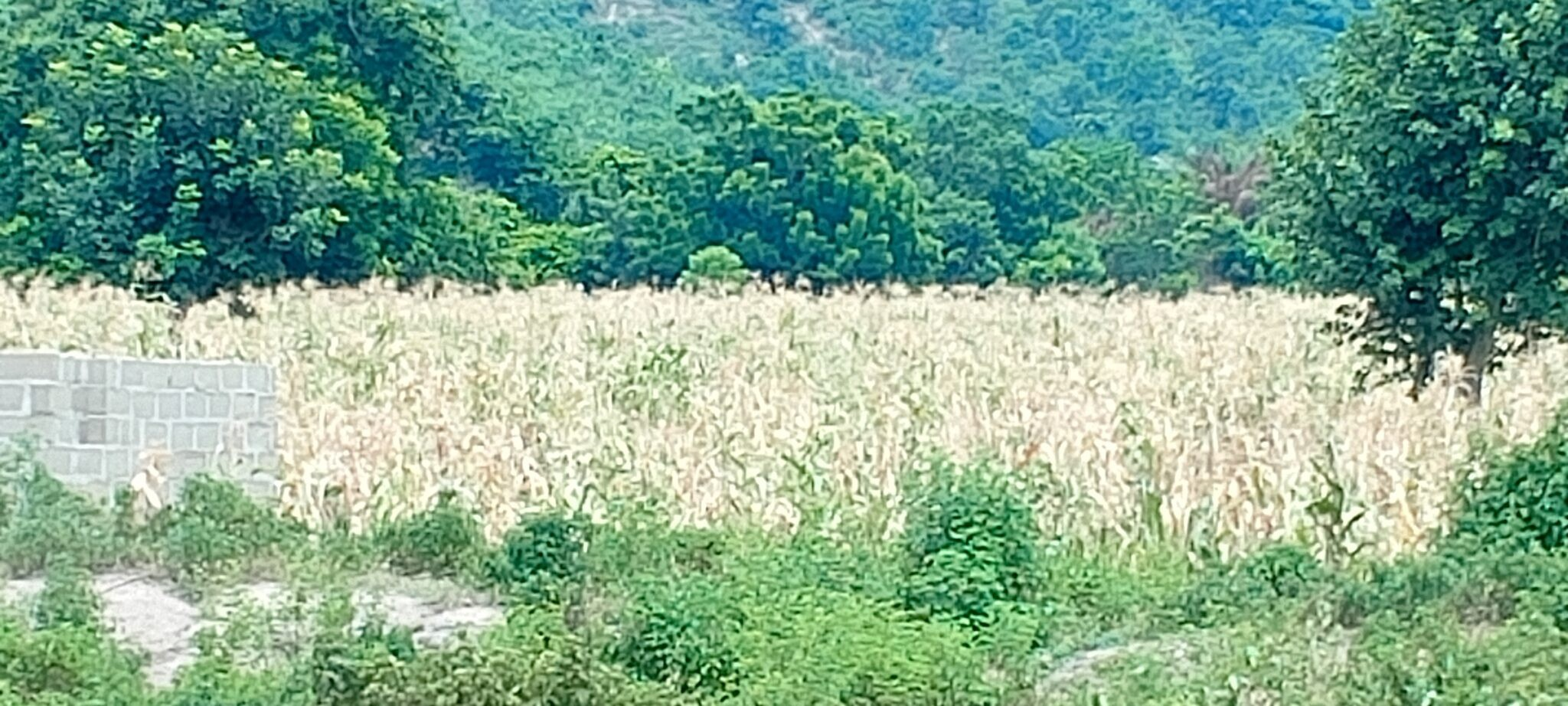 FARMLAND