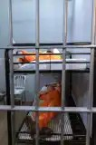 Prisonss